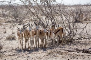 Animais no rugby: conheça aqui!