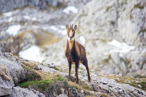 A fauna dos Pirineus: camurça-dos-pirineus