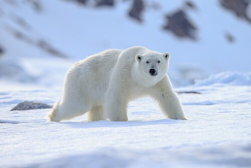 Espécies de animais polares: adaptados ao frio