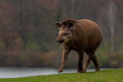 5 animais ungulados