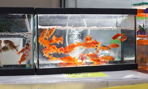 Peixinho-dourado em aquário