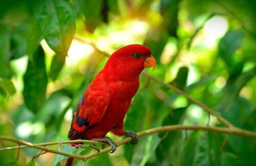 animais vermelhos: arara