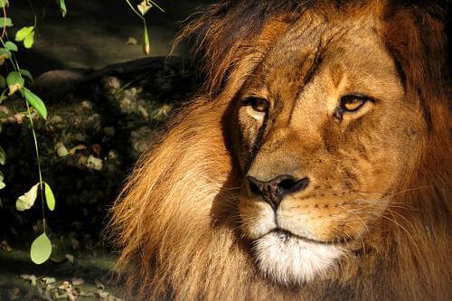 animais famosos na literatura fantástica: o leão Aslan