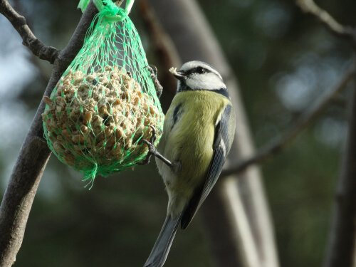 Passarinho comendo em um saquinho