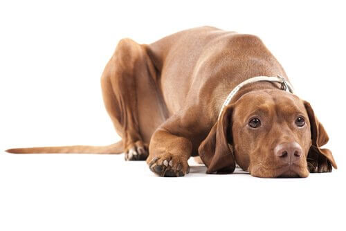 Atrofia testicular em cães