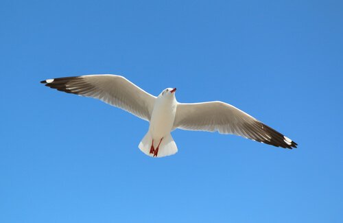 gaivota voando