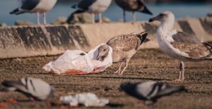 Aves marinhas, ameaçadas pela mudança climática e plásticos