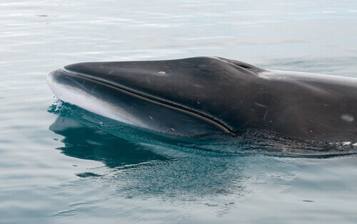 Baleia minke antártica