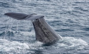 5 espécies de baleias, os gigantes do oceano