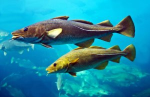 Barbatanas dos peixes: conheça 5 dos principais tipos