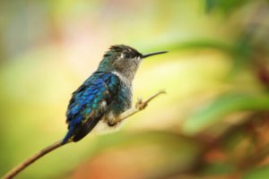 Conheça o Panamá e suas 5 espécies de aves mais comuns