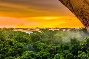 Biodiversidade do Amazonas, um rio repleto de vida