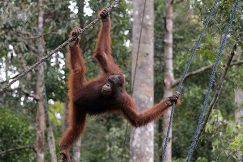 Orangotango na selva