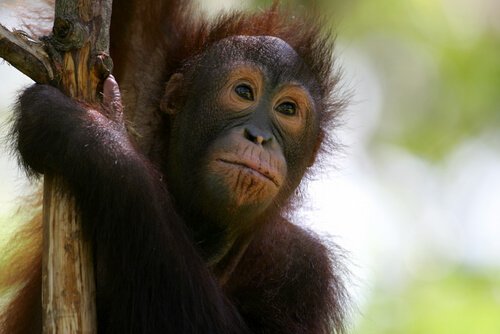 Filhote de orangotango