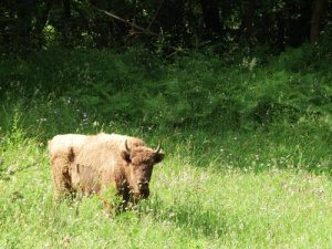 O bisão-europeu: uma história de superação