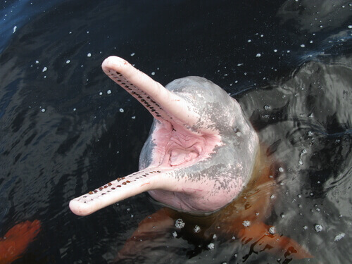 Conheça 5 golfinhos que vivem em rios