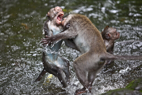 guerra entre animais: macacos brigando