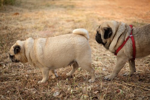 Pugs