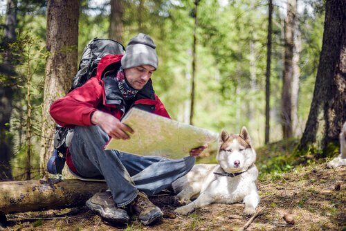 Caminhadas com seu animal de estimação: questões a considerar