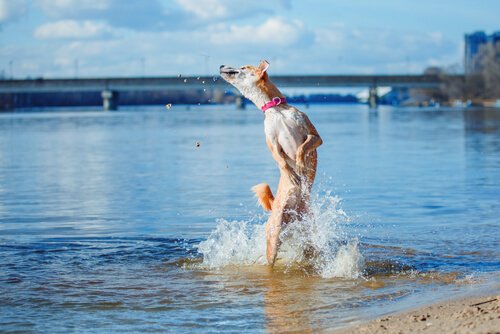 Cachorro tomando banho de rio