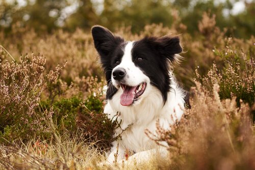 Ajax, o cão que salva aves em perigo de extinção