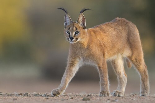 felino caracal