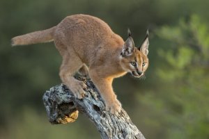 Tudo sobre o caracal: características, alimentação e habitat