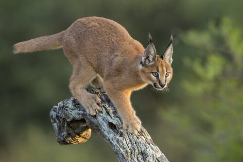 Caracal ou Lince-do-deserto  Aspeto, caracteristicas e habitat