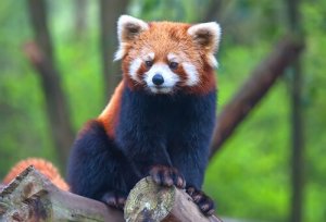 Panda-vermelho: um urso que parece um guaxinim