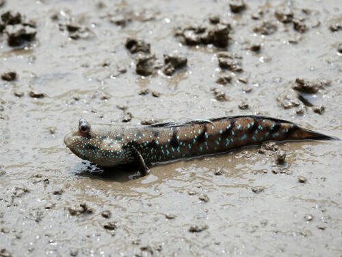 Cauda dificerca em peixes