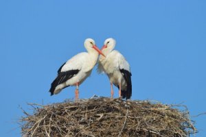 Cegonha: um pássaro muito maternal