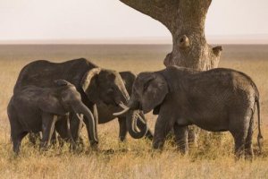 Cemitérios de elefantes: mito ou realidade?