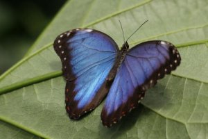 5 animais azuis: conheça esses lindos espécimes