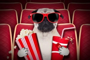 Cinemas para cães: saiba tudo sobre