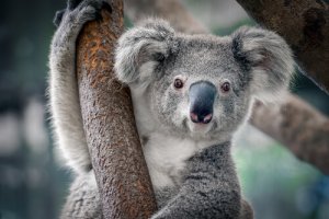 Urso coala: um dos animais mais fofos do mundo