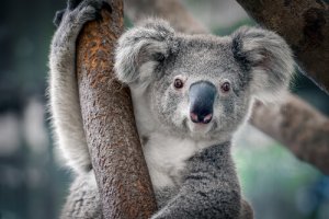 Urso coala: um dos animais mais fofos do mundo