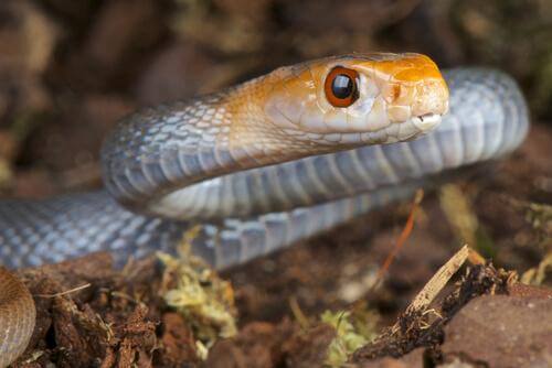 5 espécies de cobras mais venenosas: cobra de Taipan