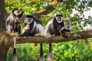 Macaco colobus: características, comportamento e habitat