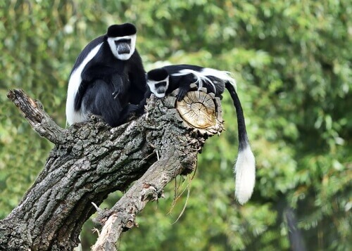 macaco colobus