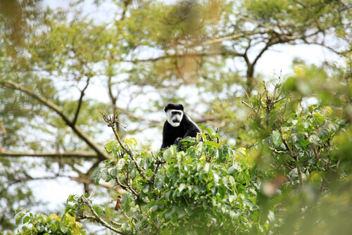 macaco colobus