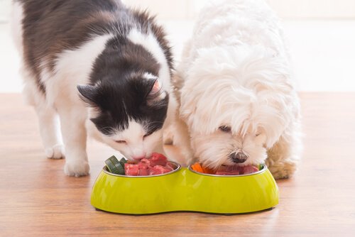 Gato e cachorro comendo alimentos segundo a Dieta BARF