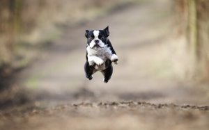 Como cuidar dos ossos e articulações do nosso cão