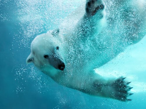Como é a vida do urso polar?