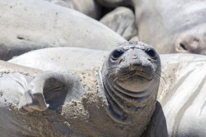 Como é a vida das focas? Tudo sobre seu comportamento