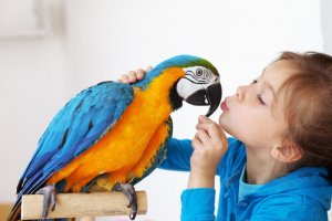 O comportamento do papagaio em casa