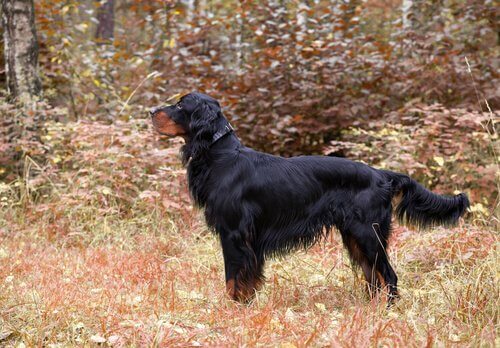 Setter gordon
