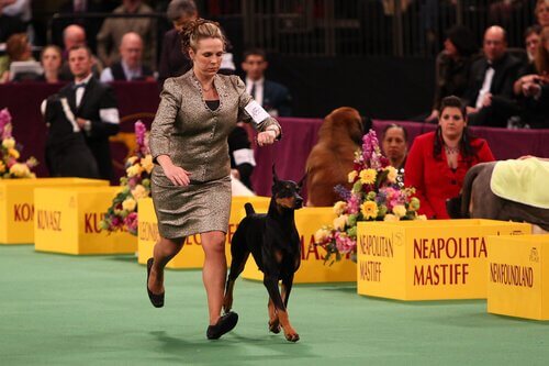Curiosidades sobre o concurso de beleza canina Westminster Kennel Club