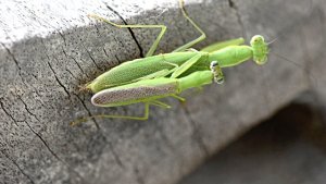 5 curiosidades sexuais sobre os animais