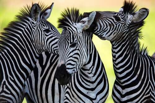 Cor da zebra: o animal com a pelagem mais curiosa