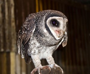 Conheça 5 tipos de corujas